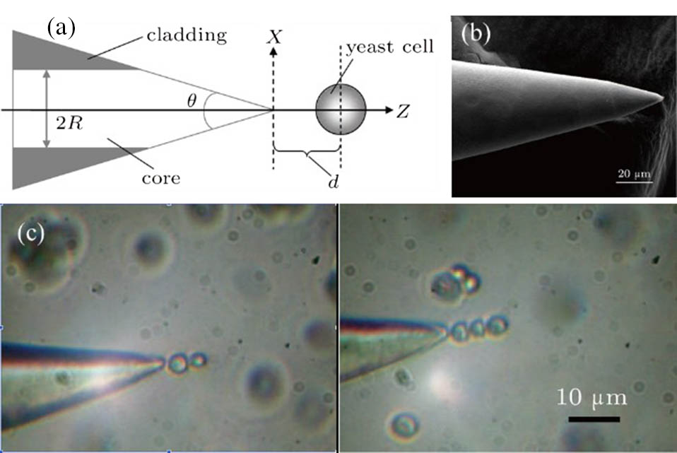 Opticalfiberbased powerful tools for living cell manipulation